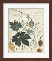 Framed Botanical by Descube I