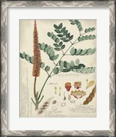 Framed Botanical by Descube II