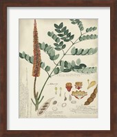 Framed Botanical by Descube II