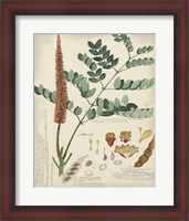 Framed Botanical by Descube II