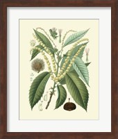 Framed Botanical Glory II