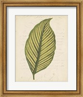 Framed Textured Leaf Study IV