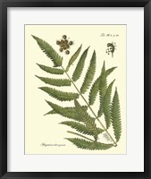 Framed Antique Fern II