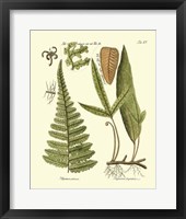 Framed Antique Fern IV