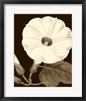 Glorious Blooms I Framed Print