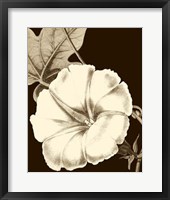 Glorious Blooms II Framed Print