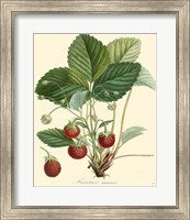 Framed Strawberries