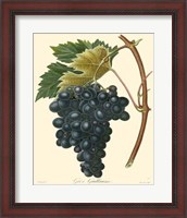 Framed Grapes II