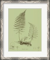 Framed Fresh Ferns II