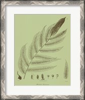 Framed Fresh Ferns III