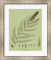 Framed Fresh Ferns III