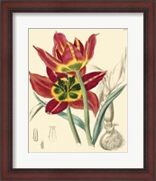 Framed Elegant Tulips I