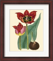Framed Elegant Tulips II
