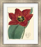 Framed Elegant Tulips III