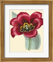 Framed Elegant Tulips IV