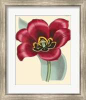 Framed Elegant Tulips IV