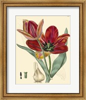 Framed Elegant Tulips V