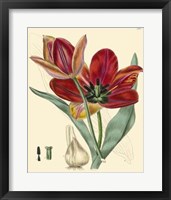 Framed Elegant Tulips V