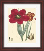 Framed Elegant Tulips VI