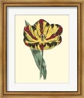 Framed Antique Tulip I