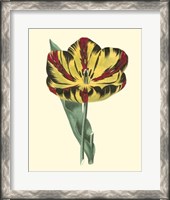 Framed Antique Tulip I