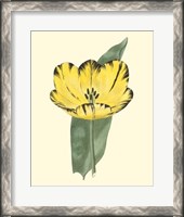 Framed Antique Tulip II