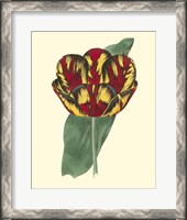 Framed Antique Tulip III