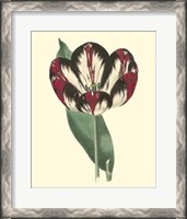 Framed Antique Tulip IV