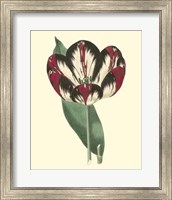 Framed Antique Tulip IV