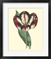 Framed Antique Tulip IV