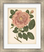 Framed Antique Rose I