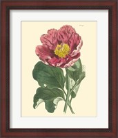 Framed Blushing Peony I