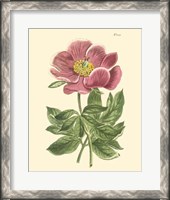 Framed Blushing Peony II