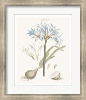 Framed Bashful Blue Florals II