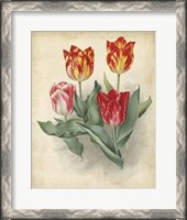 Framed Tulip Florilegium