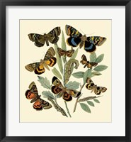 Framed Butterfly Gathering III