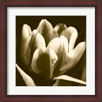 Framed Sepia Tulip I
