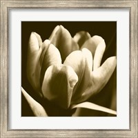Framed Sepia Tulip I