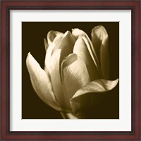 Framed Sepia Tulip II