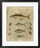 Pisces Composition II Framed Print