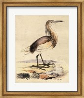 Framed Antique Heron I