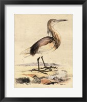 Framed Antique Heron I