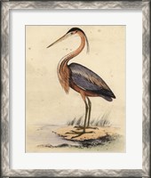 Framed Antique Heron II