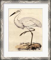 Framed Antique Heron III