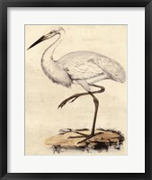 Framed Antique Heron III