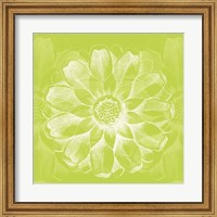 Framed Chromatic Rosette II