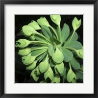 Framed Succulence I