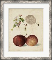 Framed Harvest Apples I