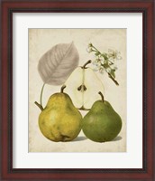 Framed Harvest Pears I