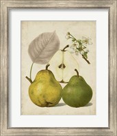 Framed Harvest Pears I
